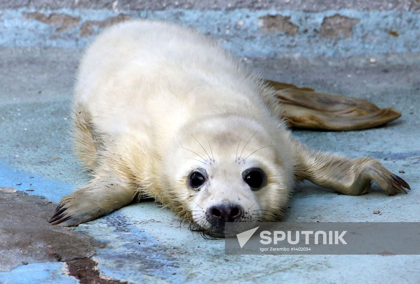 Addition to gray seal family at Kaliningrad Zoo
