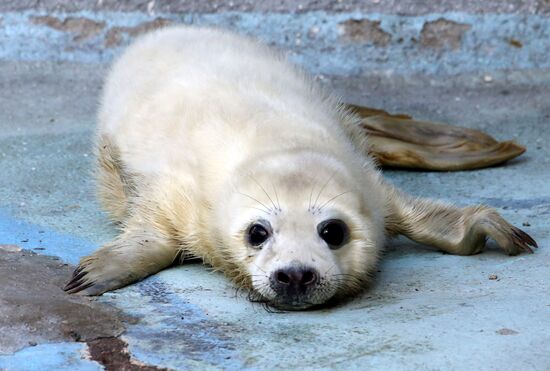 Addition to gray seal family at Kaliningrad Zoo