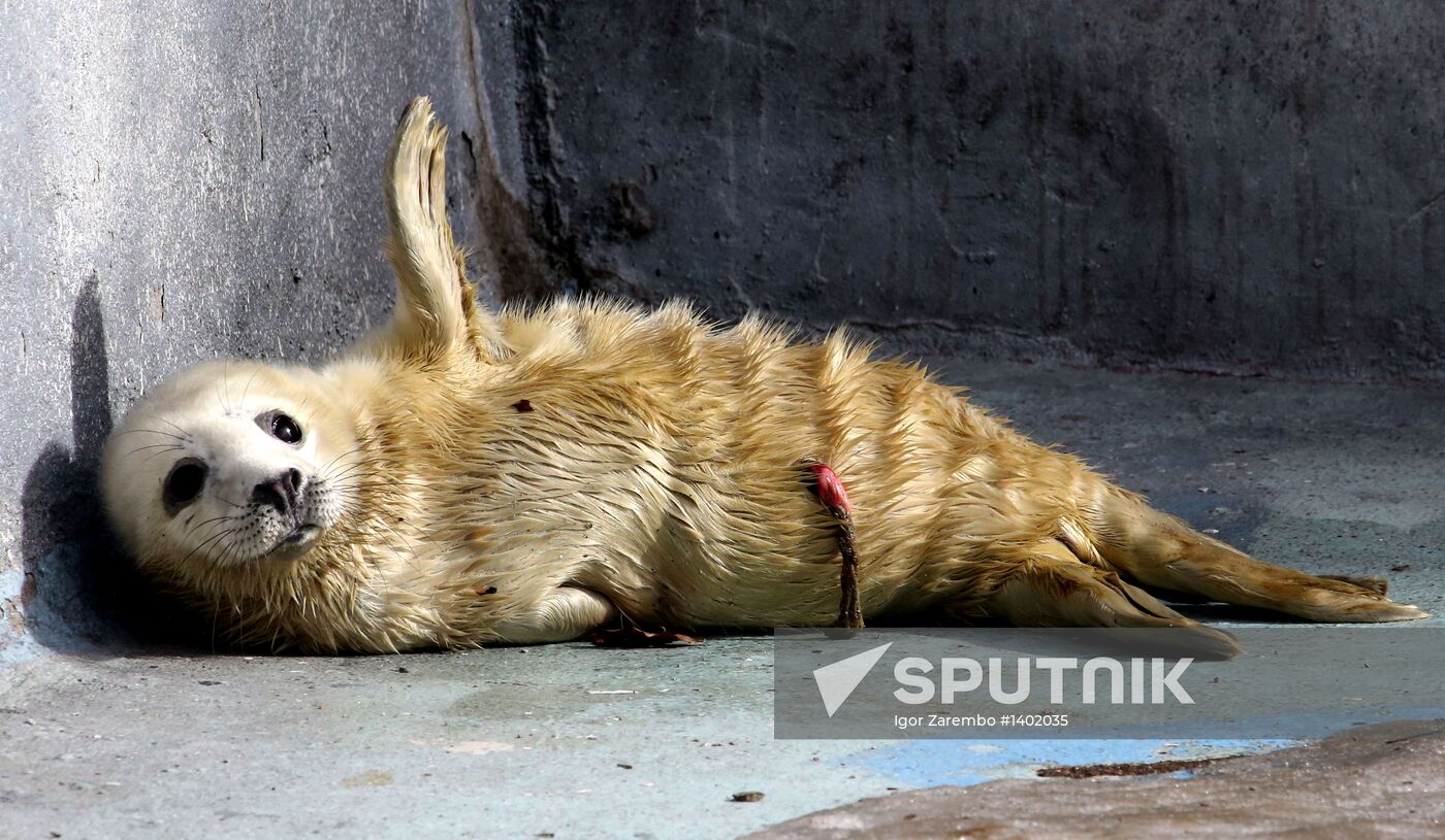 Addition to gray seal family at Kaliningrad Zoo