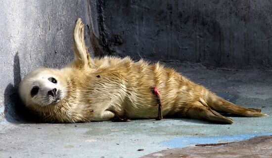 Addition to gray seal family at Kaliningrad Zoo