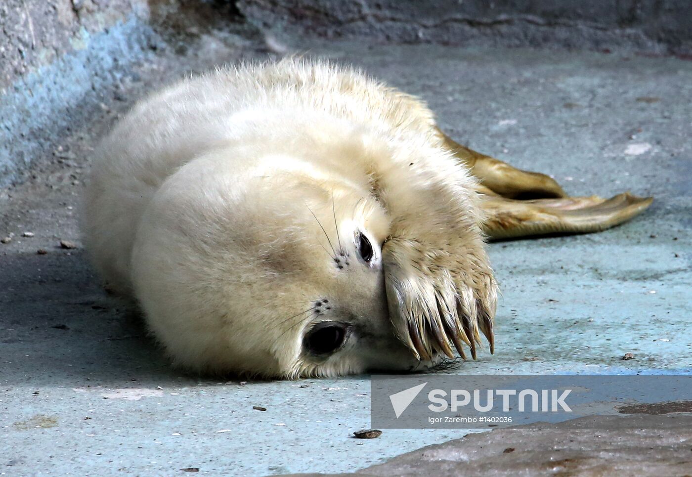 Addition to gray seal family at Kaliningrad Zoo
