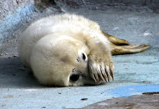 Addition to gray seal family at Kaliningrad Zoo