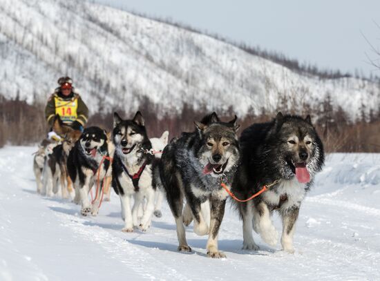 Beringia 2013 sled dog race in Kamchatka