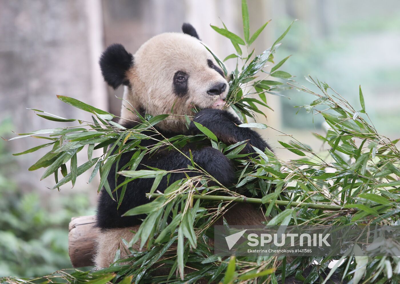 World Countries: China