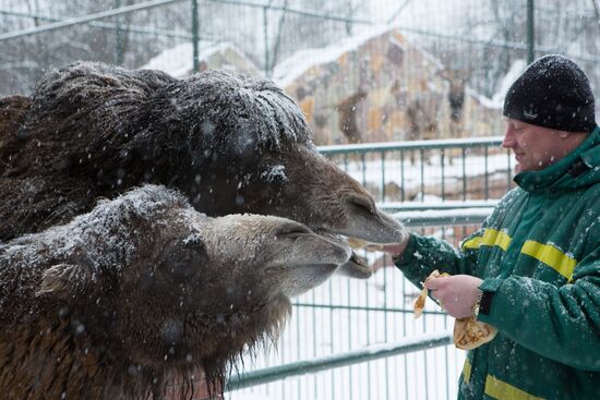 Maslenitsa scarecrow given to bear at Yekaterinburg Zoo