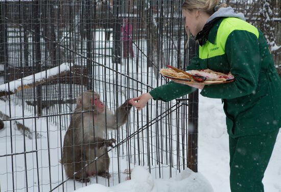 Maslenitsa scarecrow given to bear at Yekaterinburg Zoo