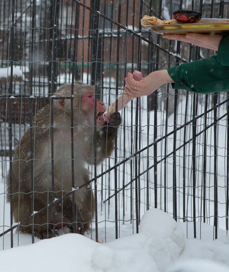 Maslenitsa scarecrow given to bear at Yekaterinburg Zoo