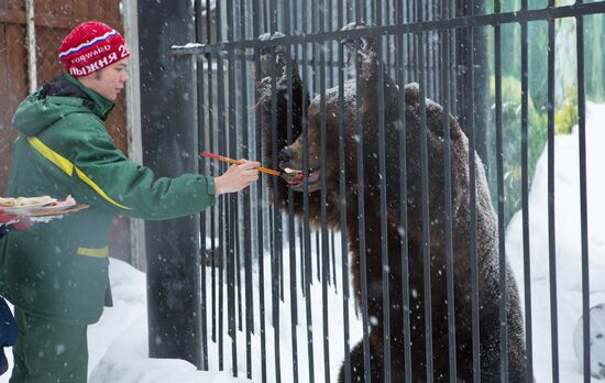 Maslenitsa scarecrow given to bear at Yekaterinburg Zoo