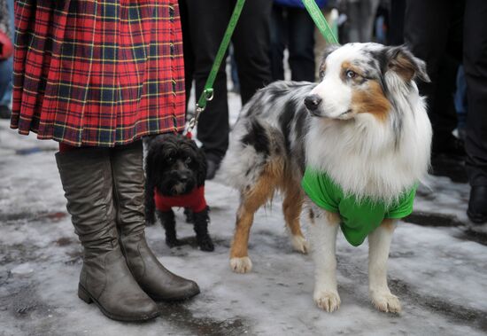 St. Patrick’s Day celebrations