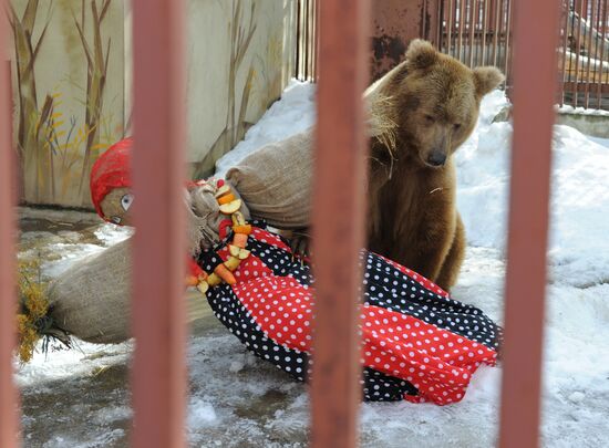 Maslenitsa scarecrow given to bear at Yekaterinburg Zoo