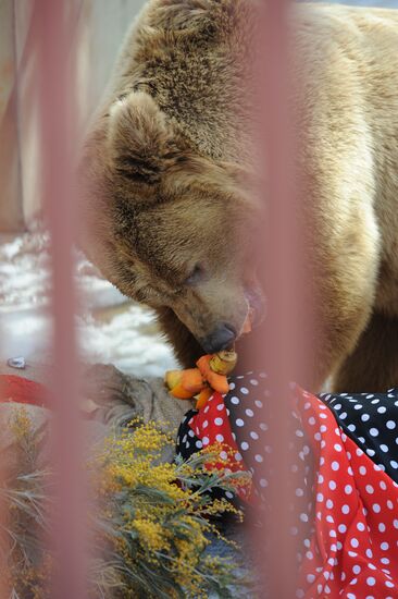 Maslenitsa scarecrow given to bear at Yekaterinburg Zoo