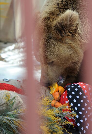 Maslenitsa scarecrow given to bear at Yekaterinburg Zoo