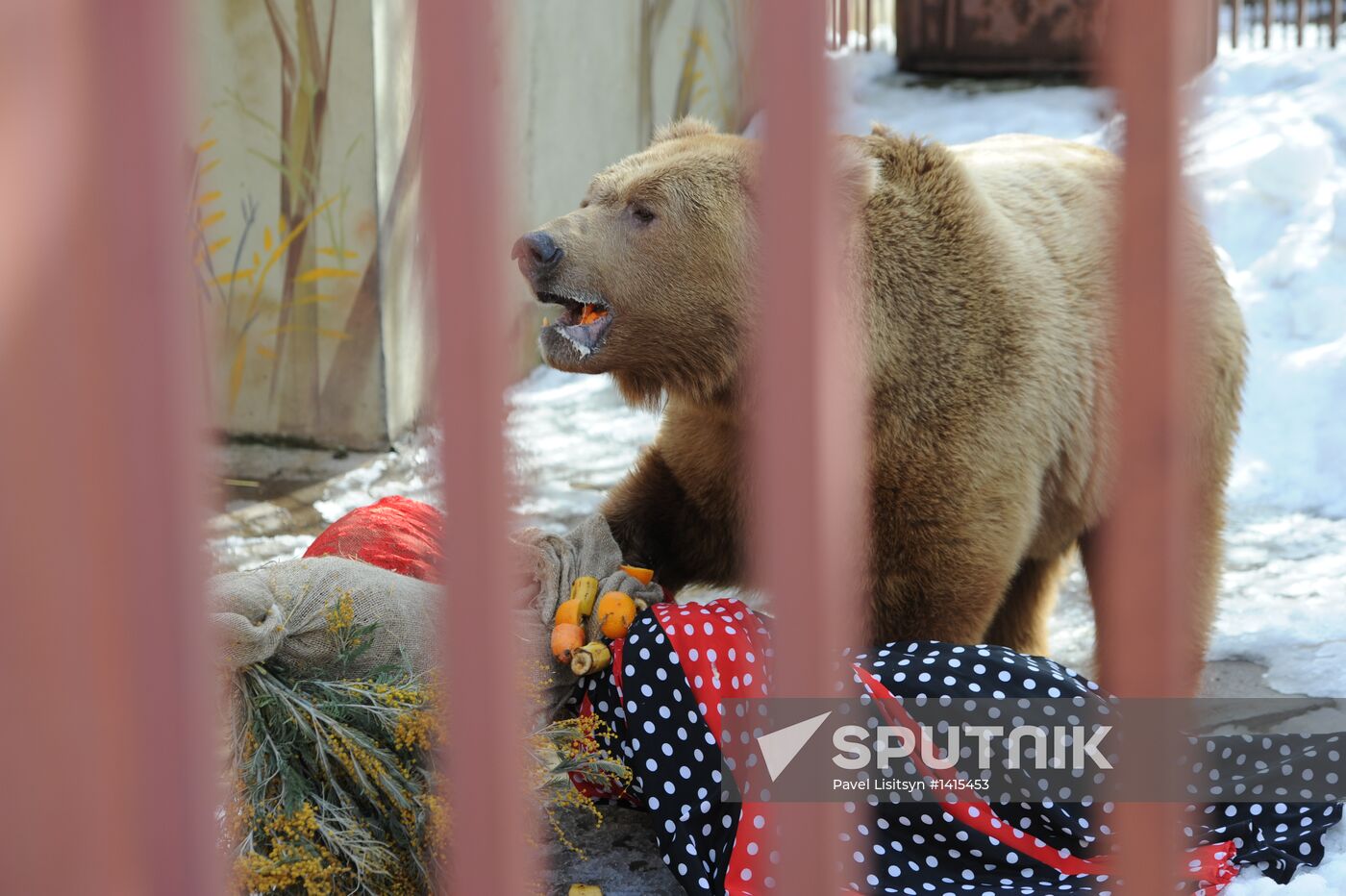 Maslenitsa scarecrow given to bear at Yekaterinburg Zoo