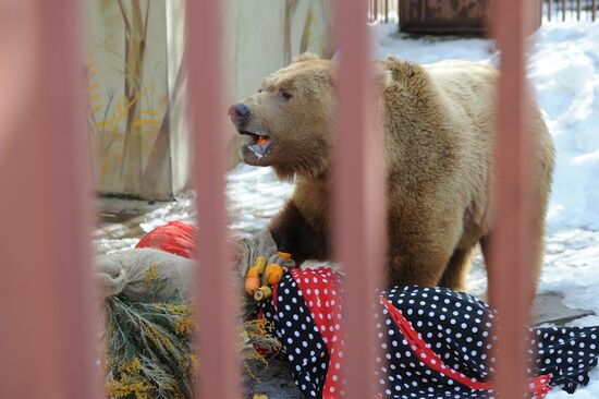 Maslenitsa scarecrow given to bear at Yekaterinburg Zoo