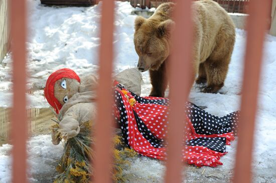 Maslenitsa scarecrow given to bear at Yekaterinburg Zoo