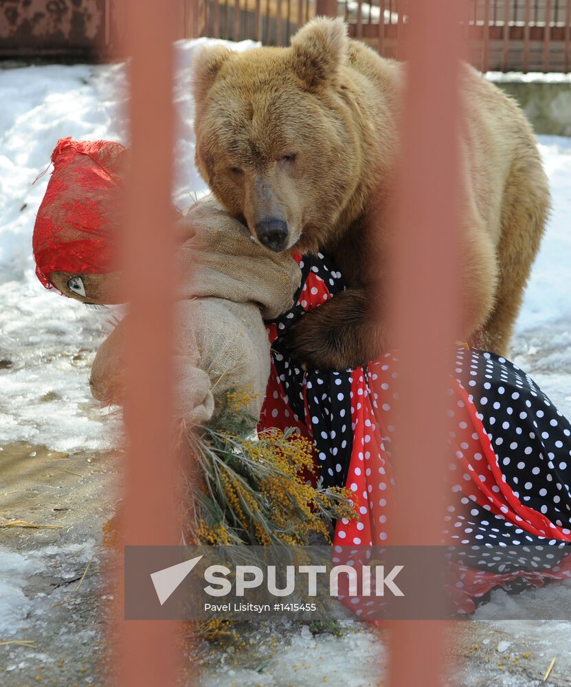 Maslenitsa scarecrow given to bear at Yekaterinburg Zoo