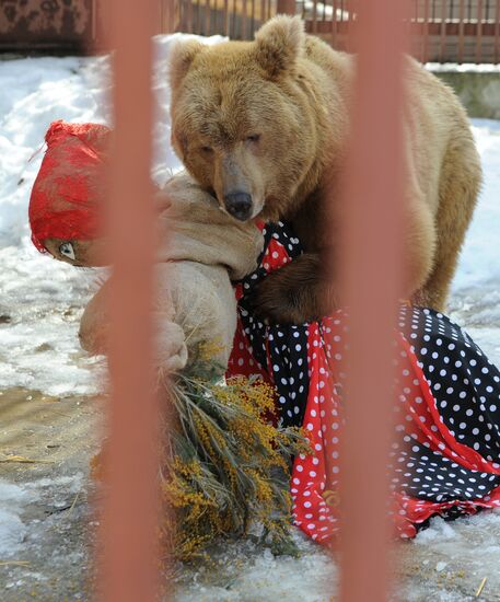 Maslenitsa scarecrow given to bear at Yekaterinburg Zoo
