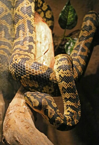 Exotarium opens in Kaliningrad