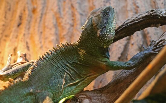 Exotarium opens in Kaliningrad