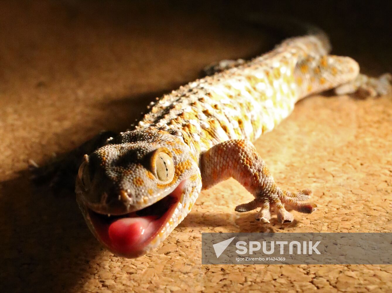 Exotarium opens in Kaliningrad