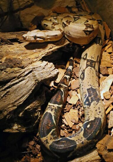 Exotarium opens in Kaliningrad