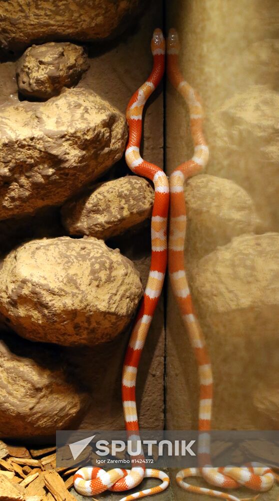 Exotarium opens in Kaliningrad