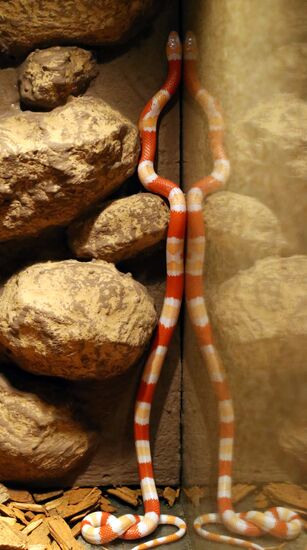 Exotarium opens in Kaliningrad