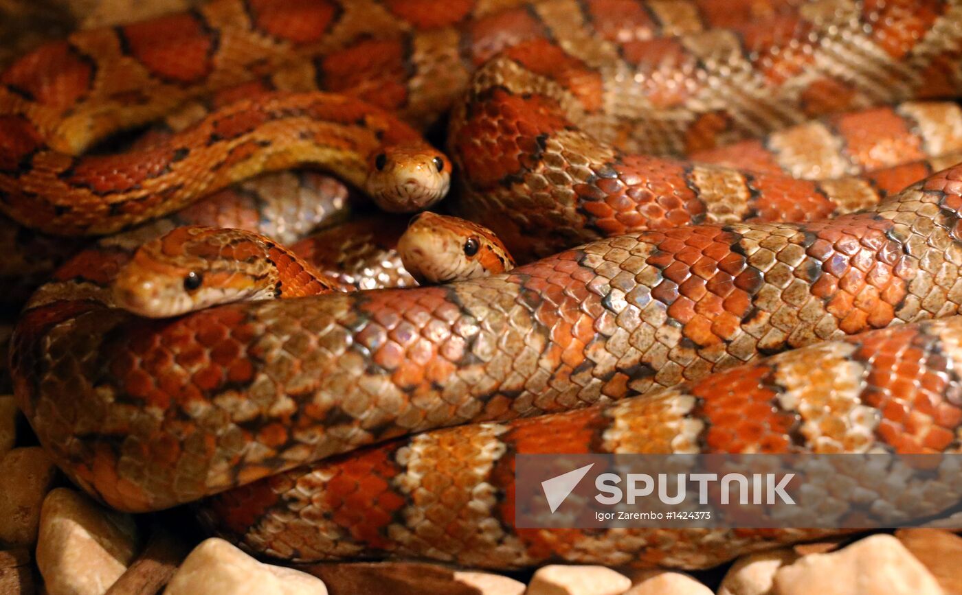 Exotarium opens in Kaliningrad