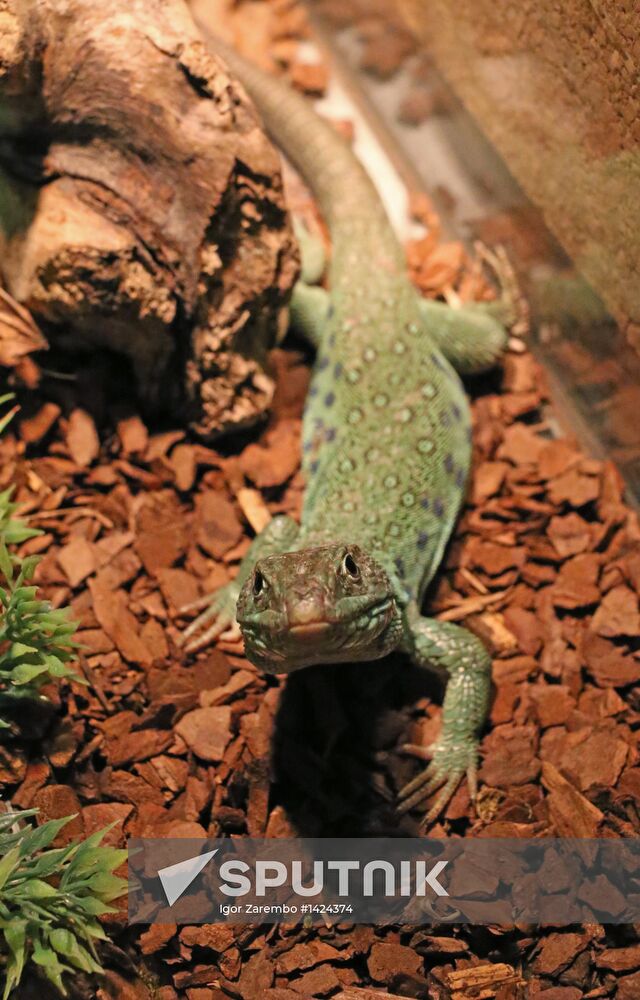 Exotarium opens in Kaliningrad