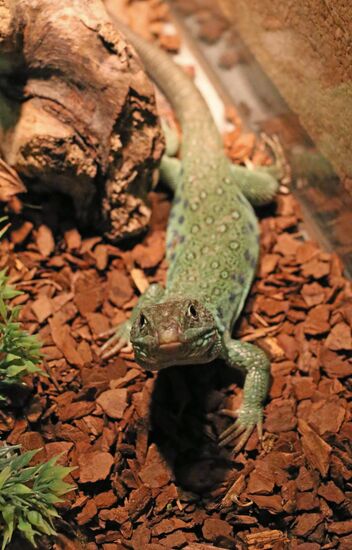 Exotarium opens in Kaliningrad