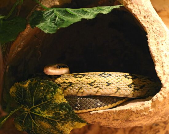 Exotarium opens in Kaliningrad