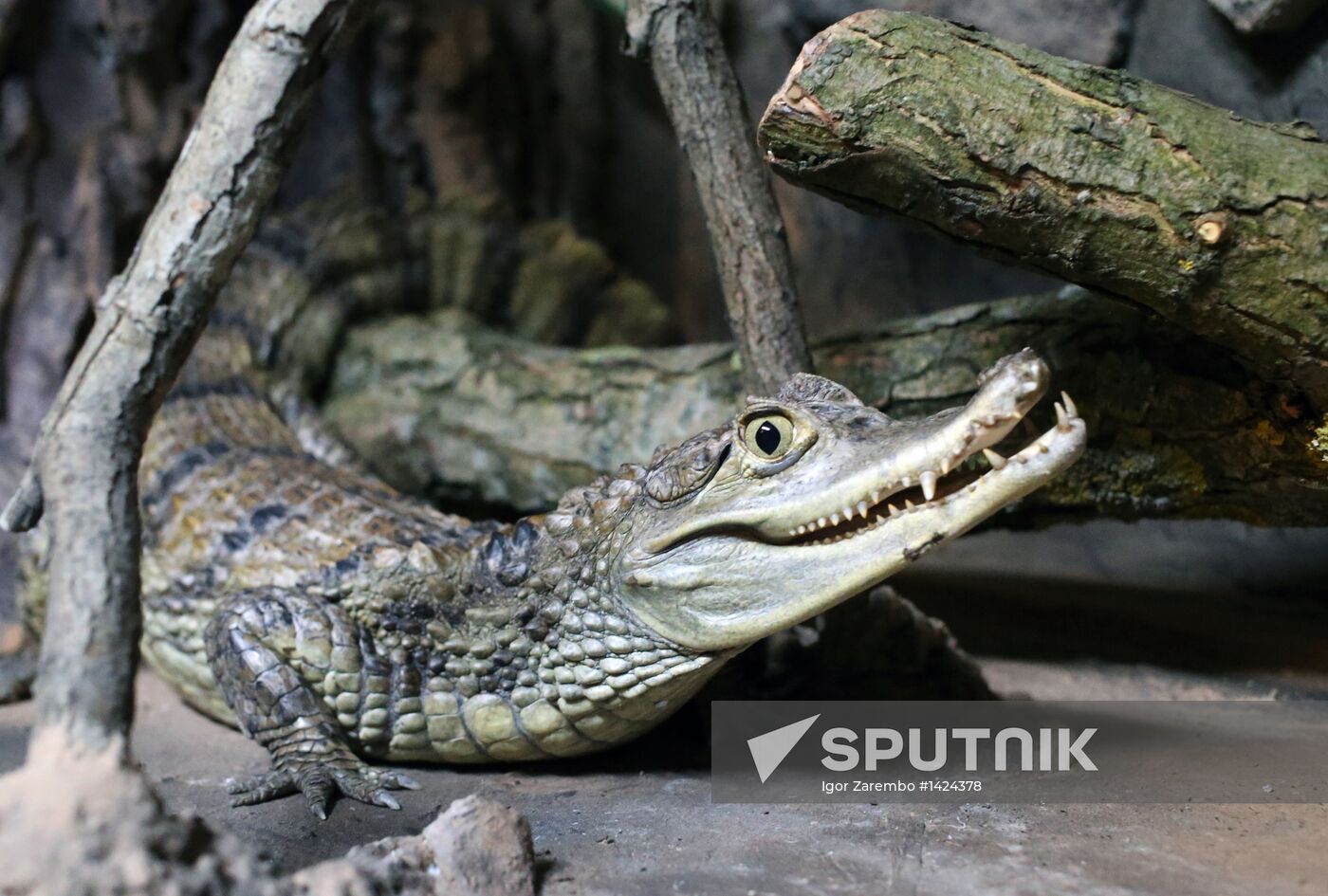 Exotarium opens in Kaliningrad