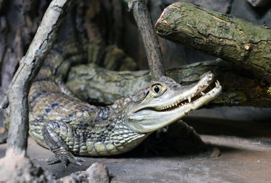 Exotarium opens in Kaliningrad