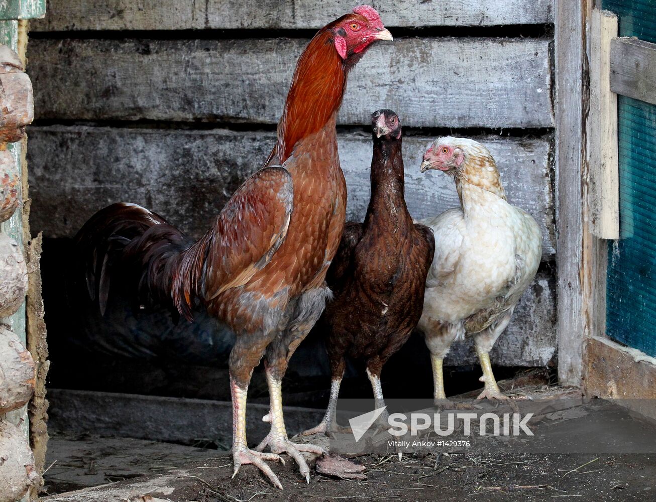 Prokhladny Farmstead Zoo