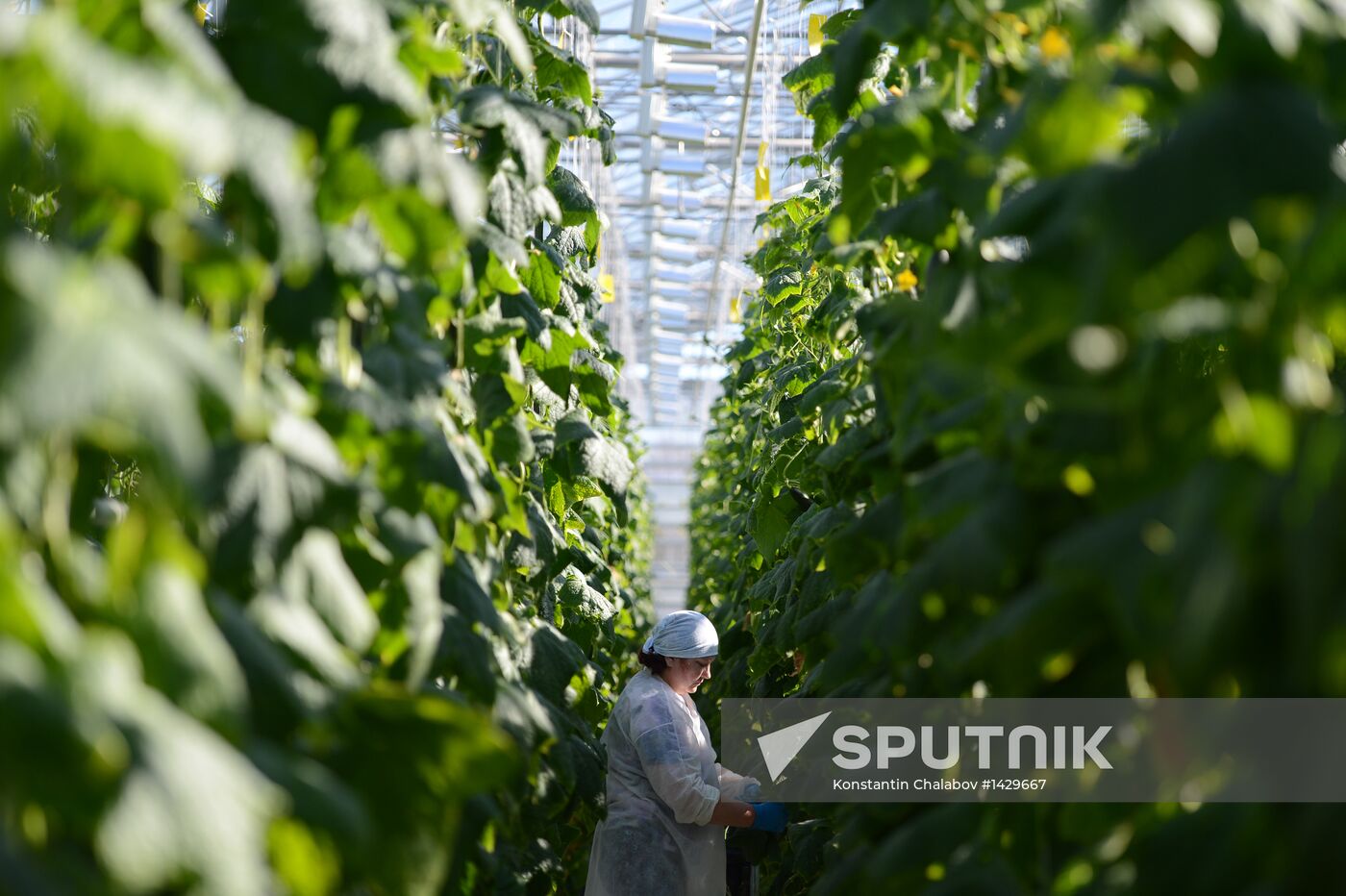 Work of Novgorod's Greenhouses