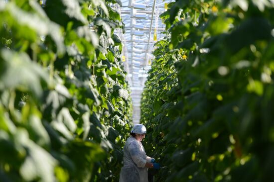 Work of Novgorod's Greenhouses