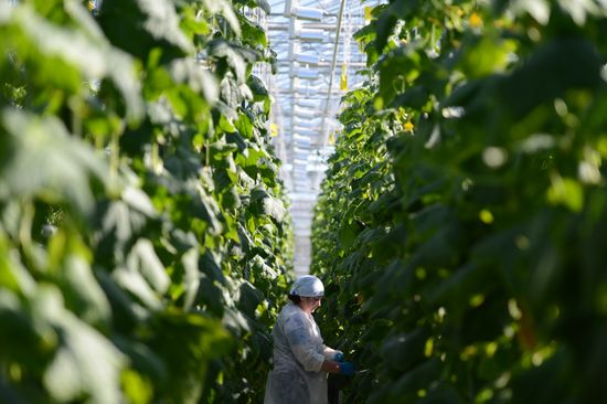 Work of Novgorod's Greenhouses