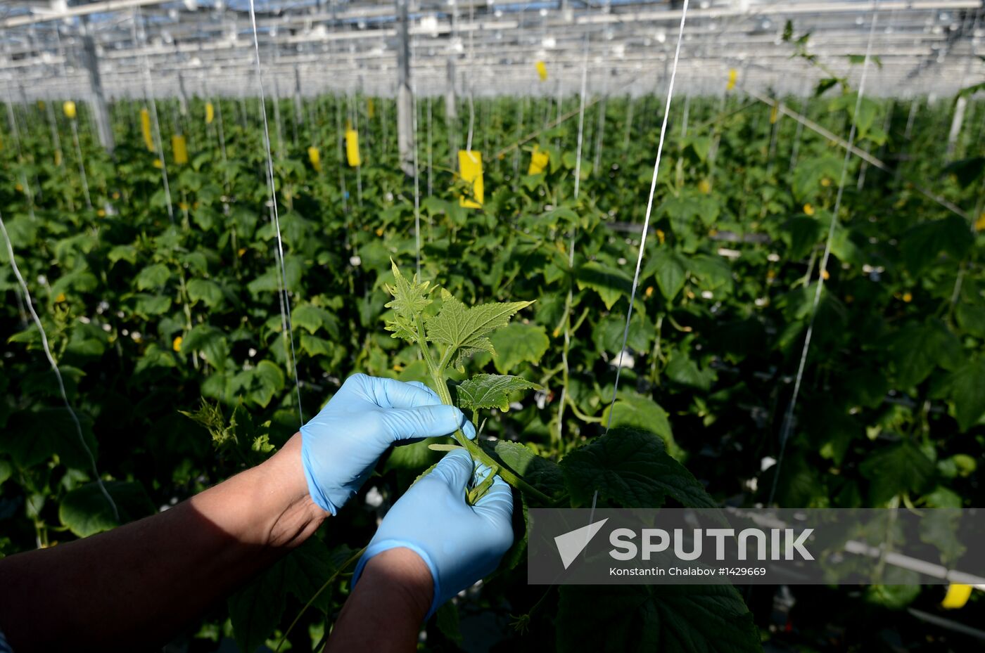 Work of Novgorod's Greenhouses
