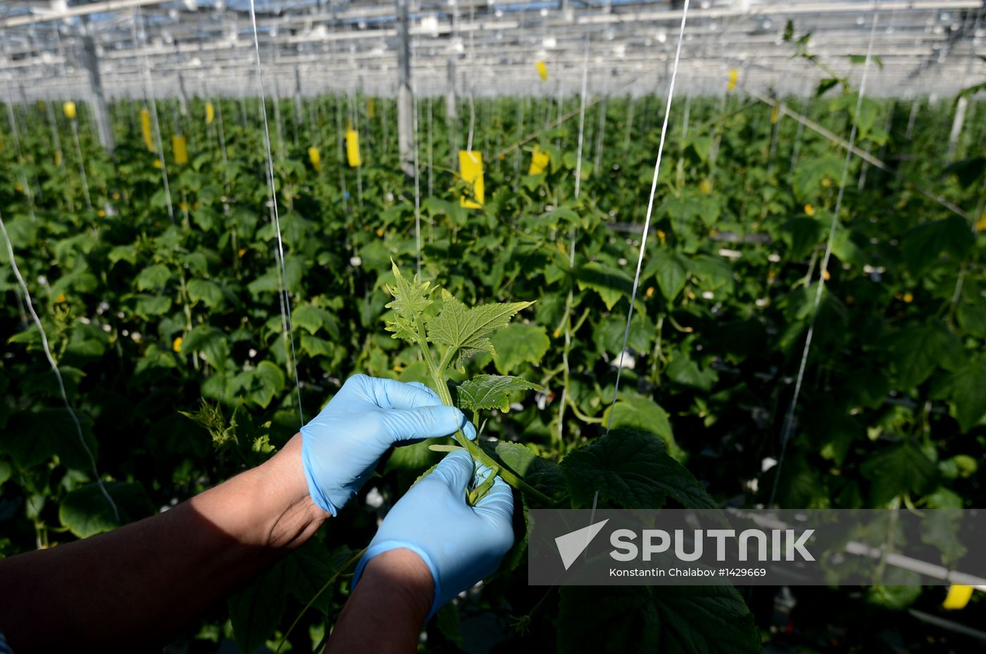 Work of Novgorod's Greenhouses