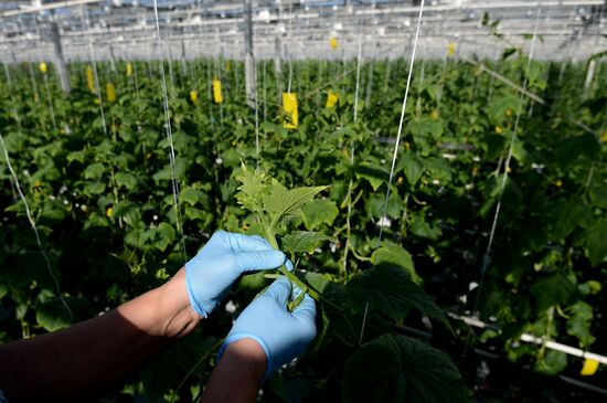 Work of Novgorod's Greenhouses