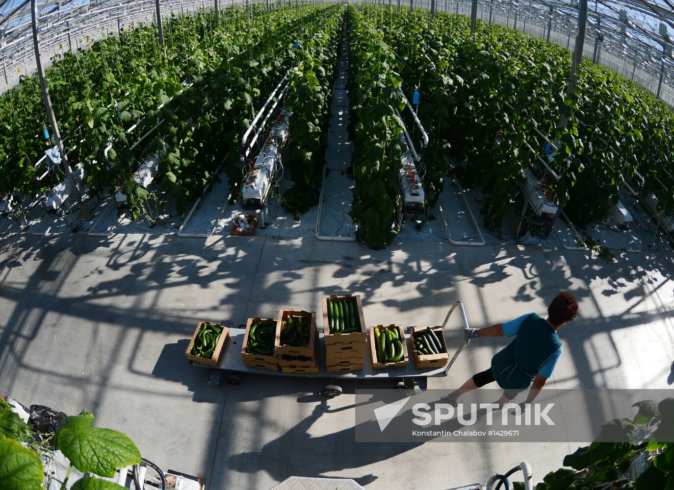 Work of Novgorod's Greenhouses