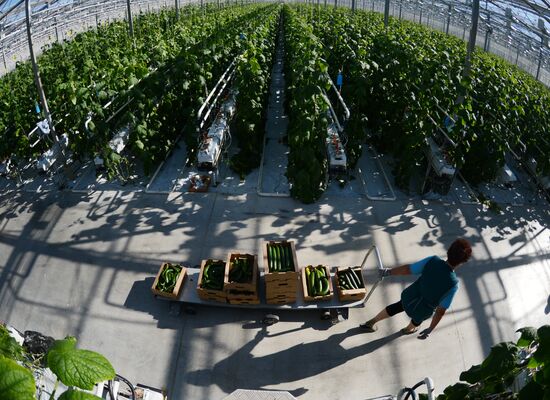 Work of Novgorod's Greenhouses