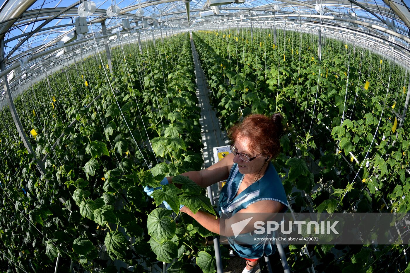 Work of Novgorod's Greenhouses