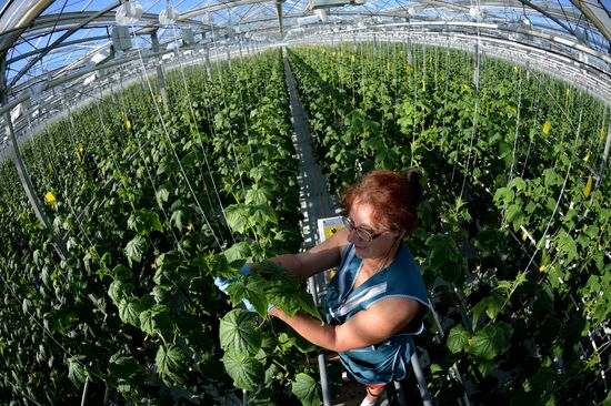 Work of Novgorod's Greenhouses
