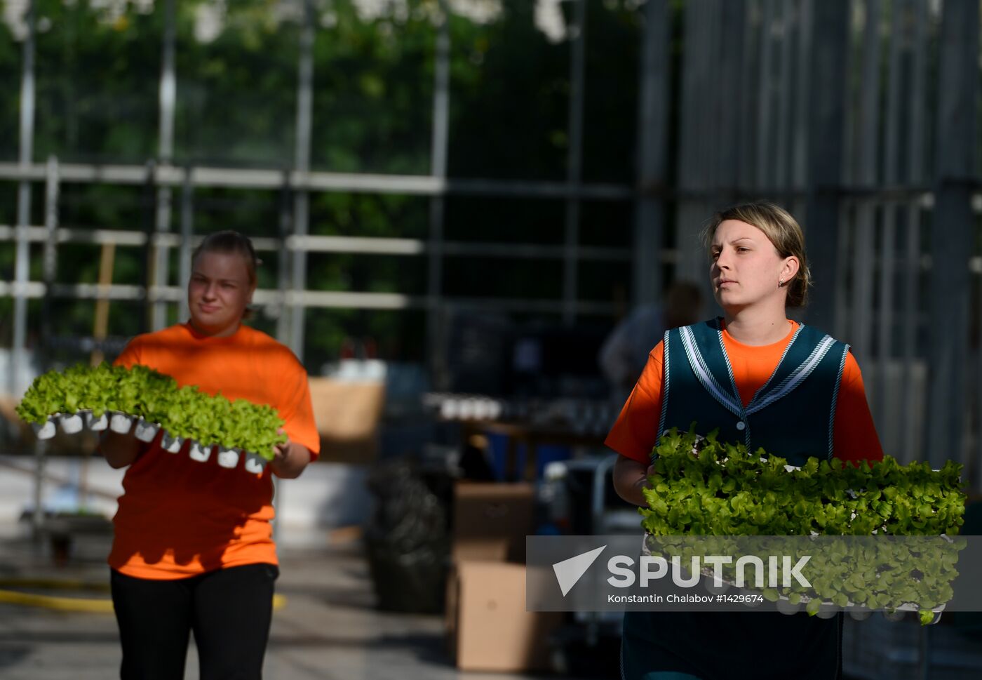 Work of Novgorod's Greenhouses