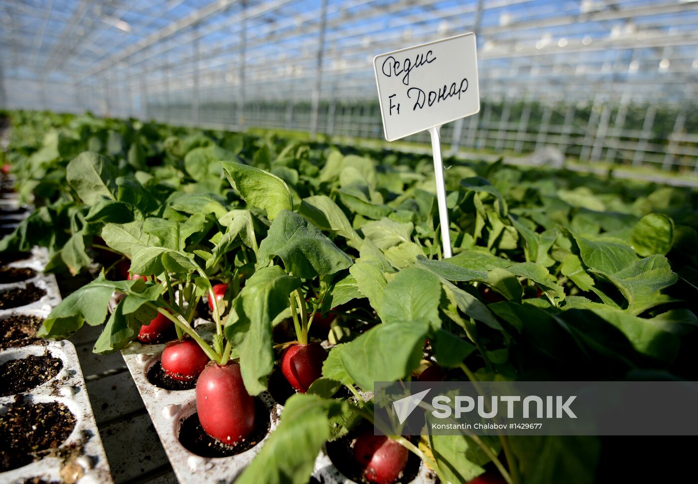 Work of Novgorod's Greenhouses