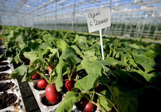 Work of Novgorod's Greenhouses