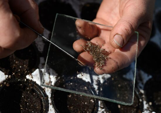 Work of Novgorod's Greenhouses