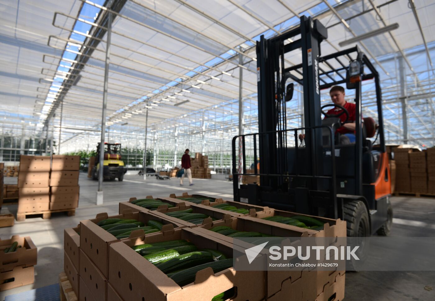Work of Novgorod's Greenhouses