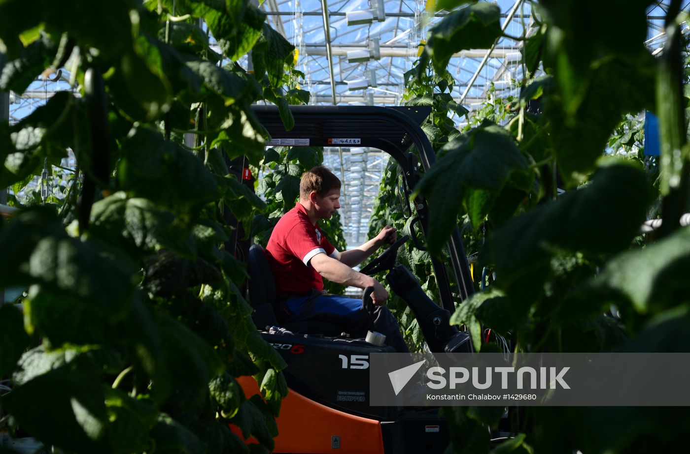 Work of Novgorod's Greenhouses